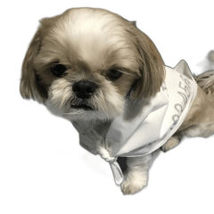 Shih Tzu's Happy Life