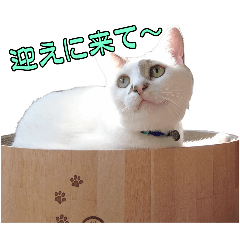 Spirited Calico Cat Vanilla