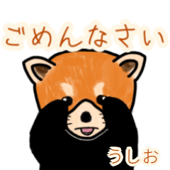 Ushio's lesser panda