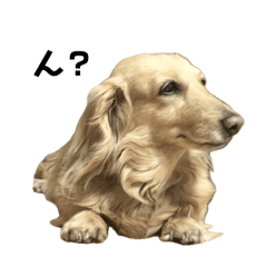 Idol Pudding dog