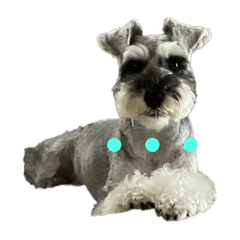 Kaki pi_20240623174239