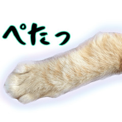 茶トラのきんかちゃん