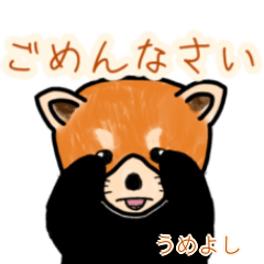 Umeyoshi's lesser panda