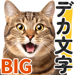 [Big letters] Brown Tabby Cat photo