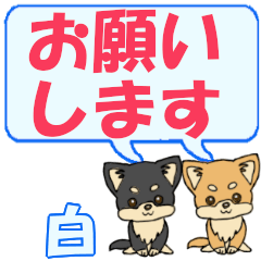 Shiro's letters Chihuahua2 (2)