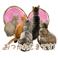 5 cats's Sticker