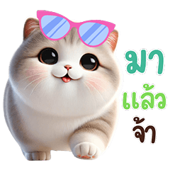 Chubby Kawaii cat : Chat every day