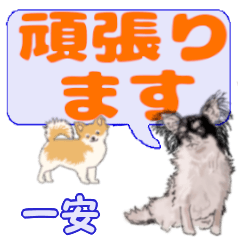 Ichiyasu's letters Chihuahua