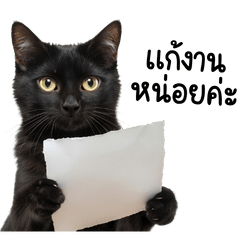 Be Friend Black Cat - Working day