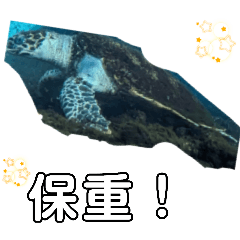 神秘的な海亀仙人　保重　台湾水族館　挨拶