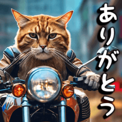 인사말/오토바이를 타고 달리는 고양이