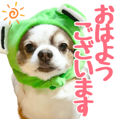 Chihuahua Animation Sticker