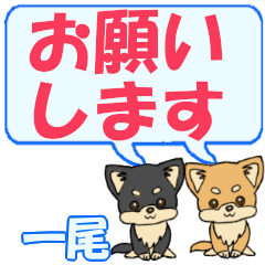 Ichibi's letters Chihuahua2