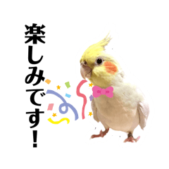 オカメインコのレオスタンプSP