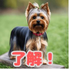 Yorkshire Terrier' messages by Mak