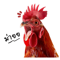 Kra-Tak Chicken