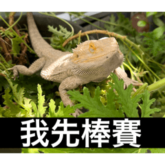 一隻可愛的鬆獅蜥（他叫卡內）