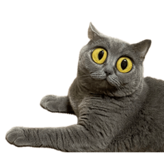 Tungngern - British shorthair