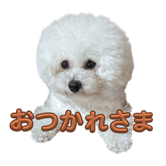 everyday life bichon frize