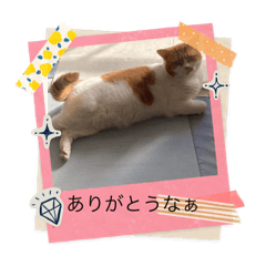 purine_20240627113635