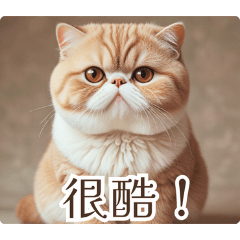 Cat encyclopedia of the world:Chinese