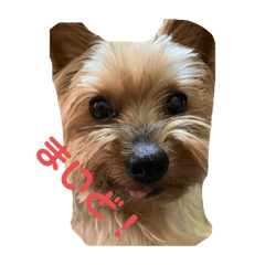 Yorkshire terrier  yuu4