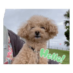 Coco toypoo_20240627144141