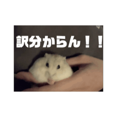 hamstergonzou