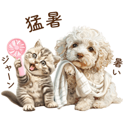 Toy Poodle and Cat