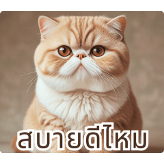 แมวทั่วโลก:Thai