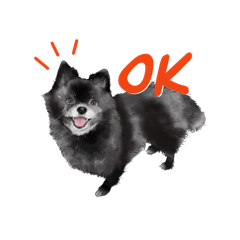 Black_pomeranian