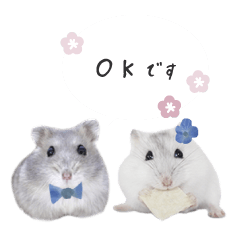 Hamster totonabi wedding