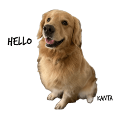 gorldenretriever KANTA