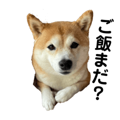 shibakomu_20240628202931