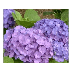 紫陽花（文字無し）hydrangea　2