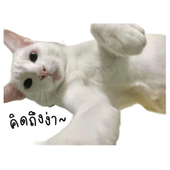 Pako_20240628231528