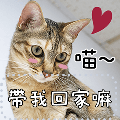 鳥咪♡超可愛貓咪訊息貼圖♡
