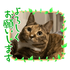 yokko_20240629162742