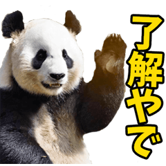 Panda speaking Kansai dialect