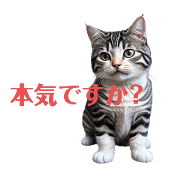 american shorthair2.