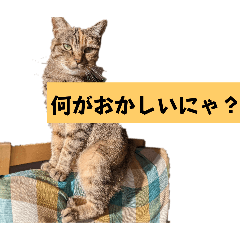 表情100変化！我が家のねこスタンプ。