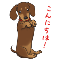 Miniature Dachshund inunoshitsukeHAGU