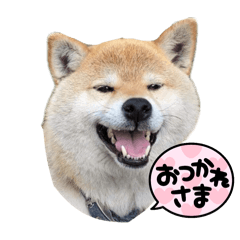 Gaku the Shiba (Japanese)