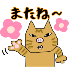 茶トラのきんかちゃん2