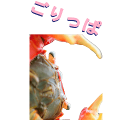 edokko from crab2-BIG