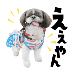 おうちのわんこシリーズ★関西ver.