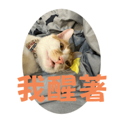 皮卡秋的動物園