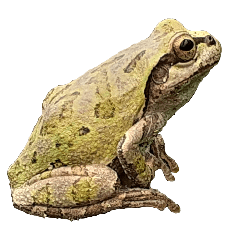 Wild frog 21