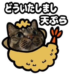 Moving kijitora cat (pun)