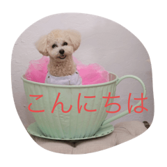 MANAchan toy poodle